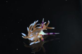 Media type: image;   Malacology 393738 Description: live specimen;